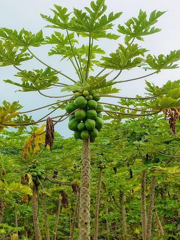 شقة Hale “Ha Ha” Pahoa 0*,  الولايات المتحدة الأمريكية